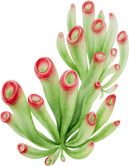 Fire Lily, HD Png Download PNG with transparent background