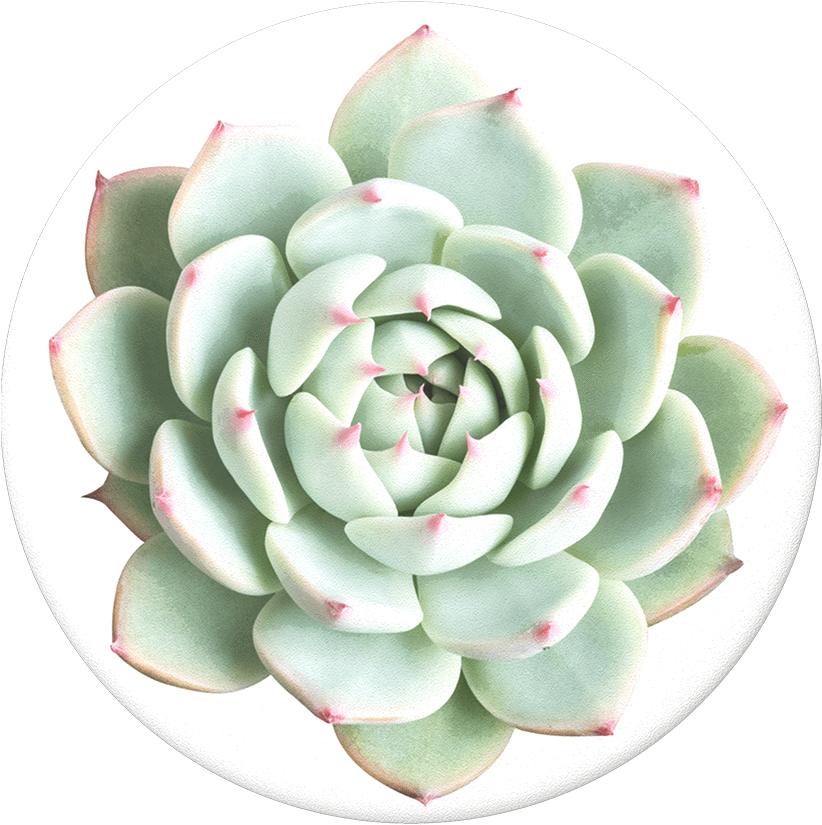 Echeveria Parva Care, HD Png Download PNG with transparent background
