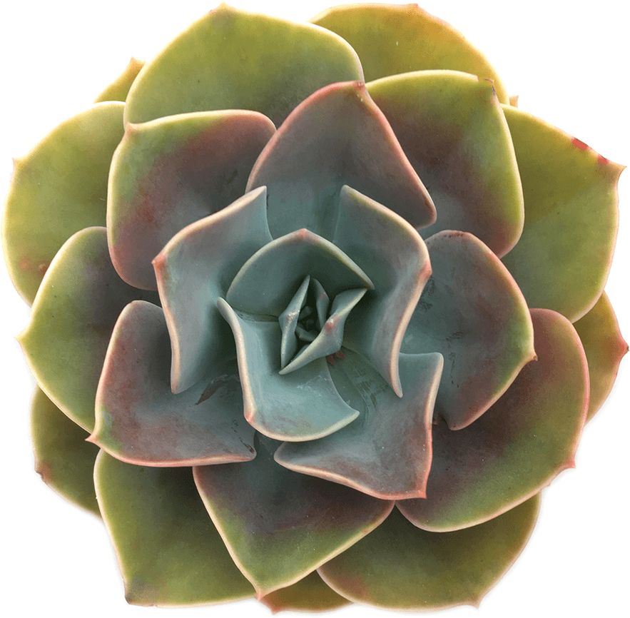 Echeveria 'cassyz Winter - Succulents With Transparent Background, HD Png Download PNG with transparent background