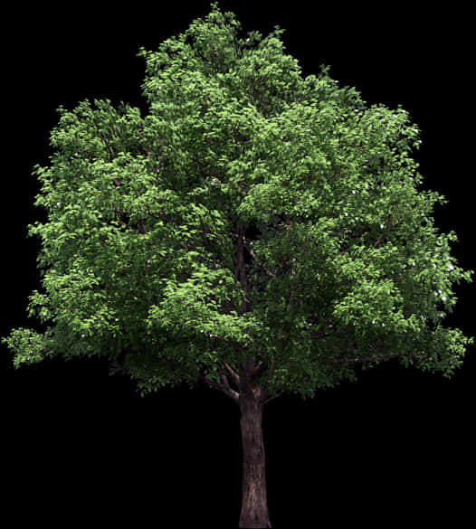 Vibrant Green Tree Black Background