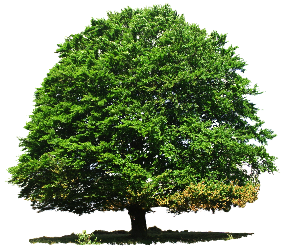 Vibrant Green Tree Isolated.png