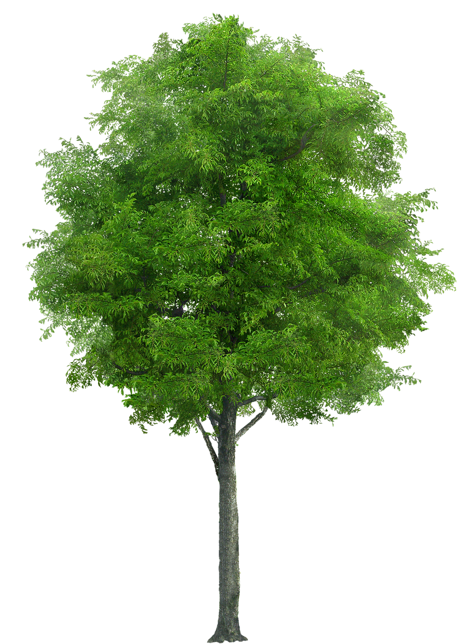 Vibrant Green Tree Isolated.png