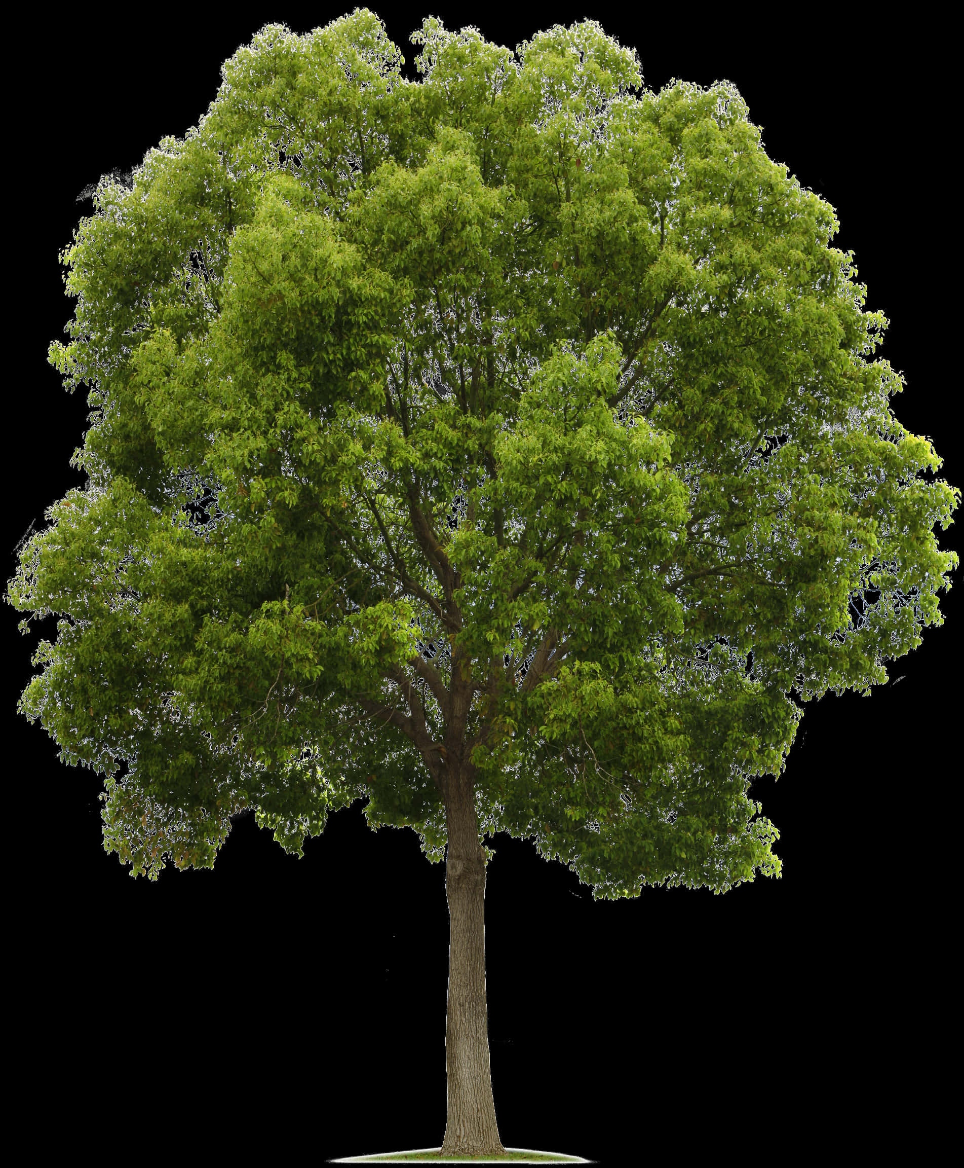 Vibrant Green Tree Isolatedon Black PNG with transparent background