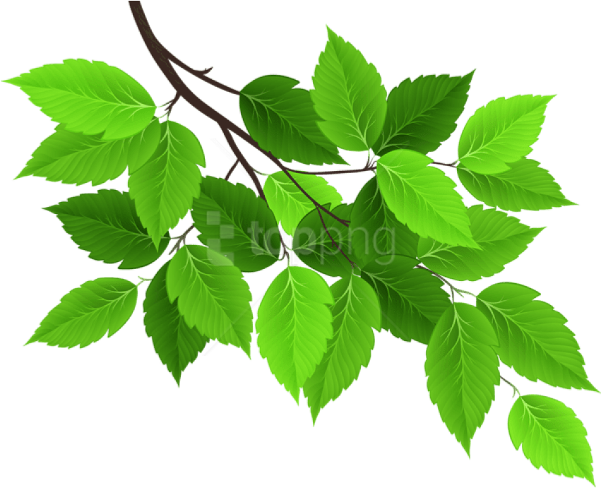 Vibrant Green Tree Leaves