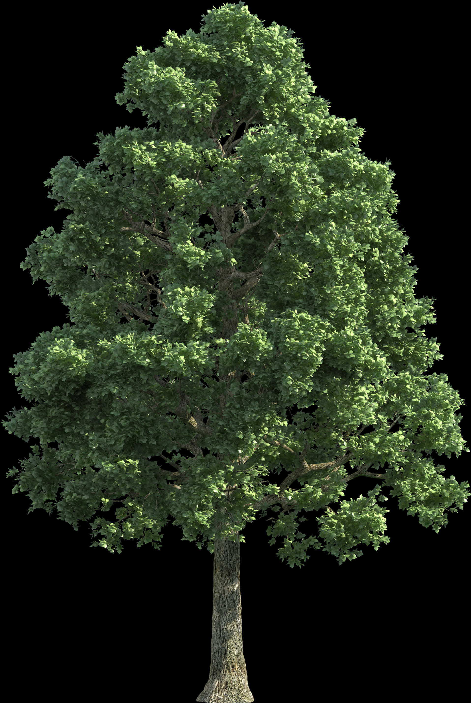 Green Realistic Tree Clip - Oak Tree Png