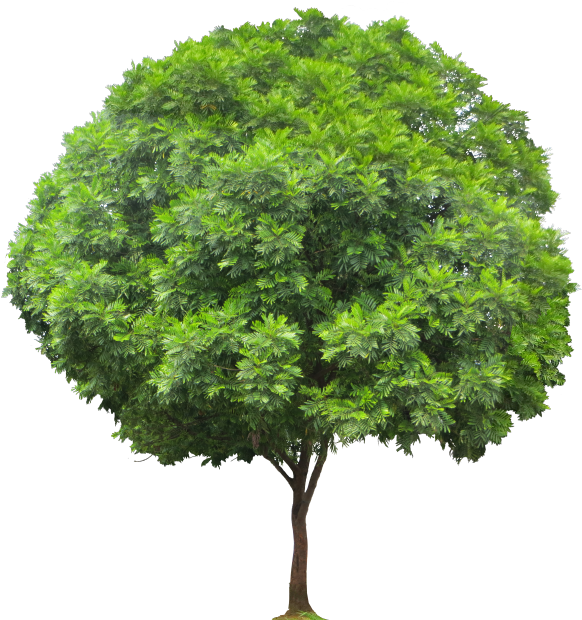 Vibrant Green Tropical Tree.png