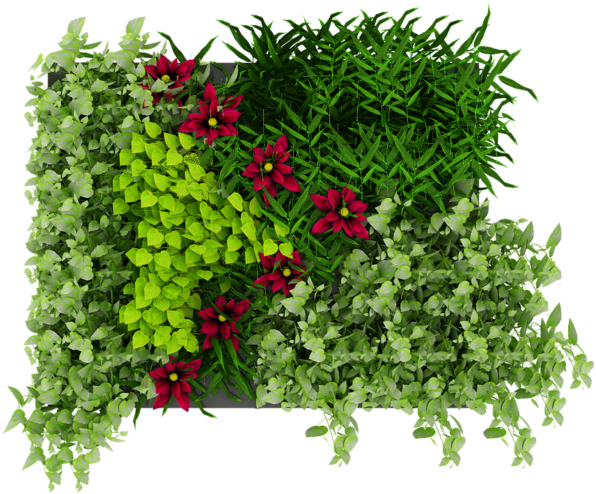 Green, Wall, Leaves, Flowers, Nature - Plant Green Wall Png, Transparent Png PNG with transparent background
