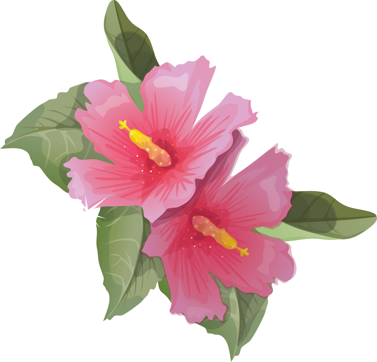 Vibrant Hibiscus Flowers Illustration PNG with transparent background