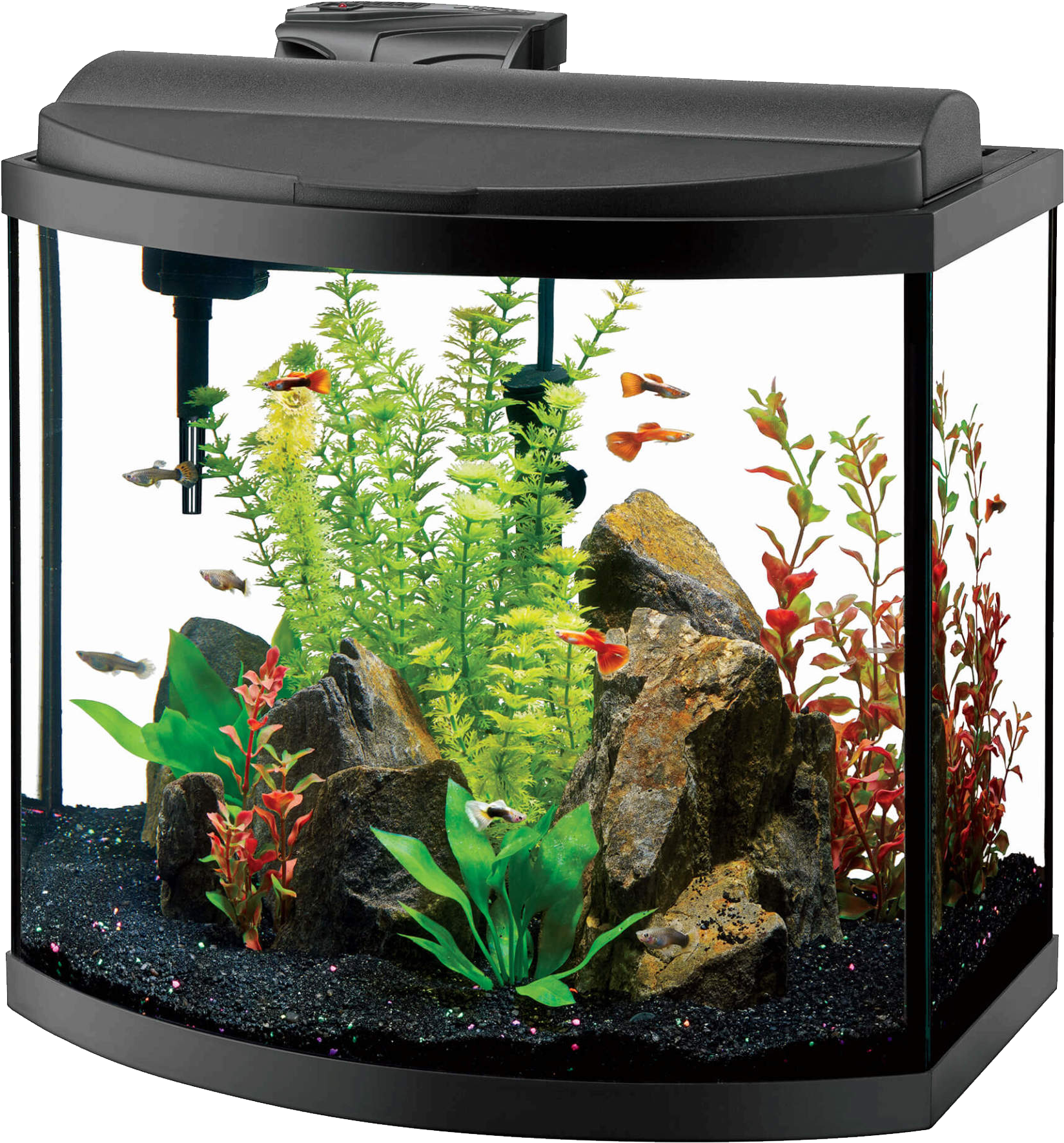 Vibrant Home Aquarium Setup