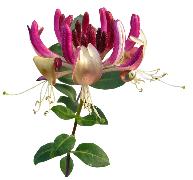 Vibrant_ Honeysuckle_ Bloom.png