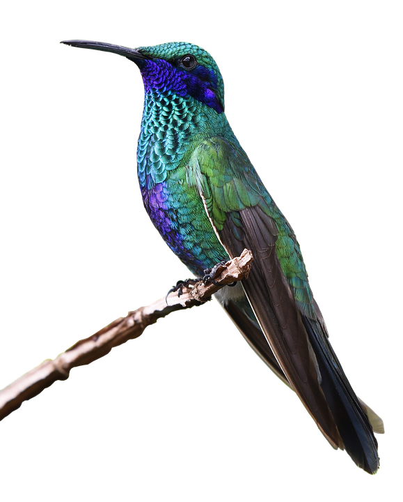 Vibrant Hummingbird Perched PNG with transparent background