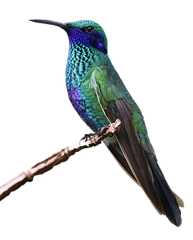 Vibrant Hummingbird Perched PNG with transparent background