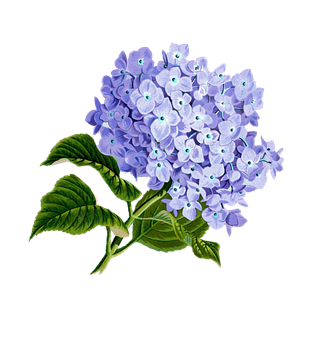 Vibrant_ Hydrangea_ Bloom