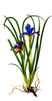 Vibrant Iris Flower Art PNG with transparent background