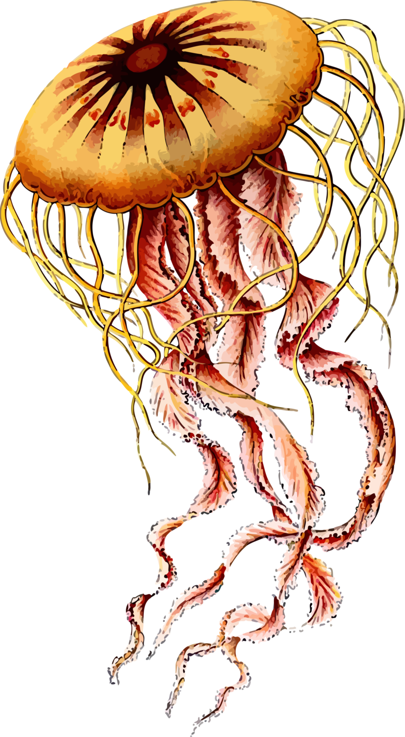 Transparent Clipart Of Jellyfish - Jellyfish Ernst Haeckel Art, HD Png Download PNG with transparent background
