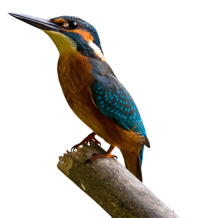 Vibrant Kingfisher Perched