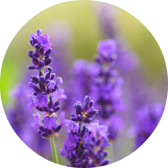 Vibrant Lavender Blooms PNG with transparent background