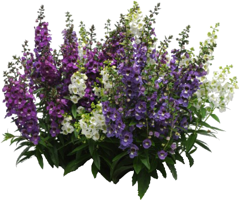 Vibrant Lavender Bouquet.png PNG with transparent background