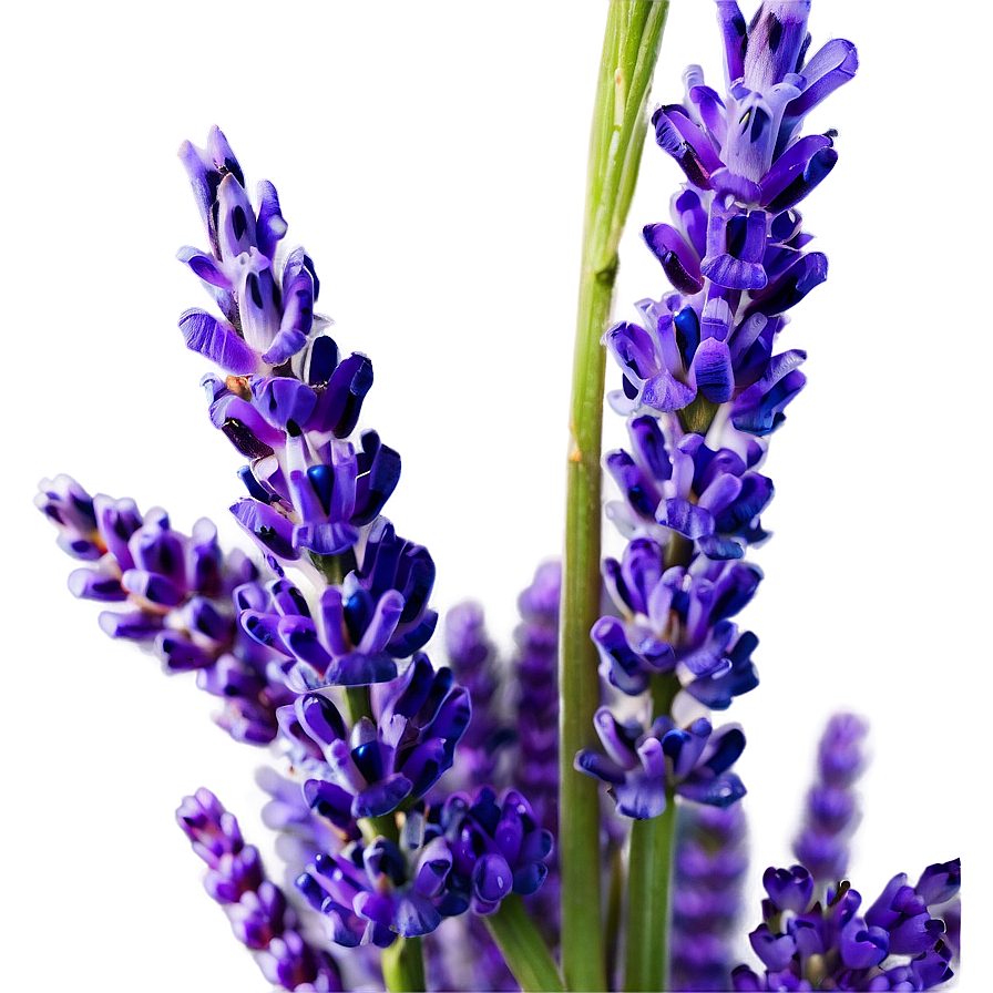 Vibrant Lavender Close-up Png 85