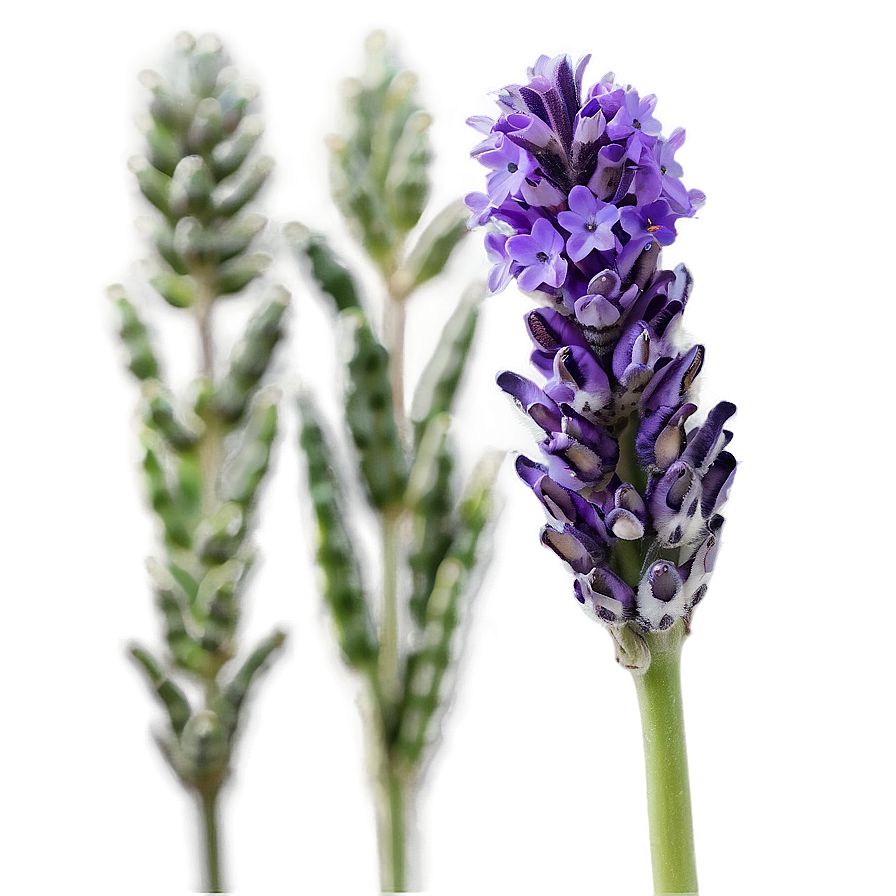 Vibrant Lavender Close-up Png Plp20