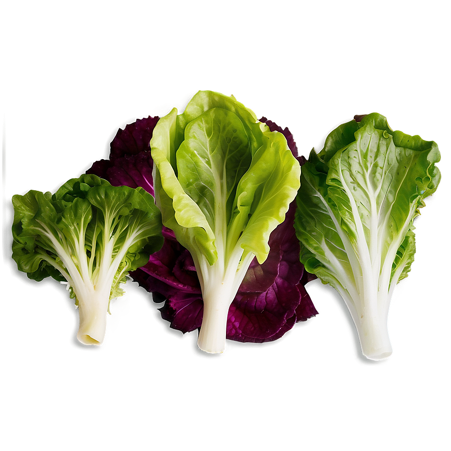 Vibrant Lettuce Png 88