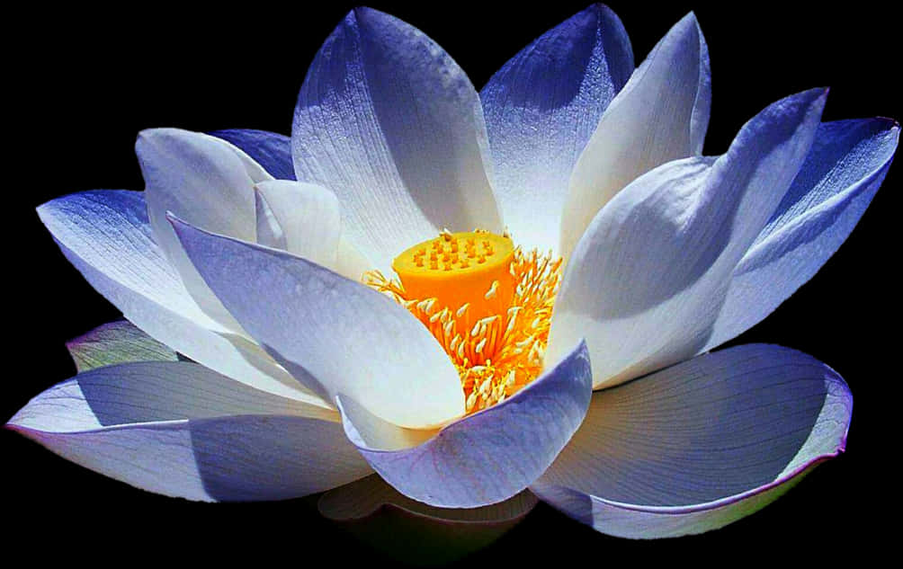 Blue Lotus Png Vector Black And White Library - Blue Lotus Flower Png, Transparent Png PNG with transparent background