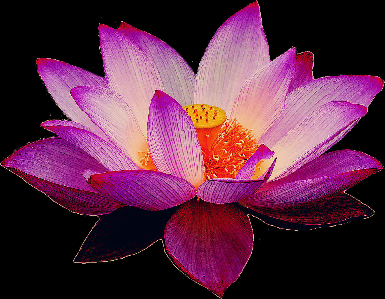 Vibrant Lotus Flower Bloom