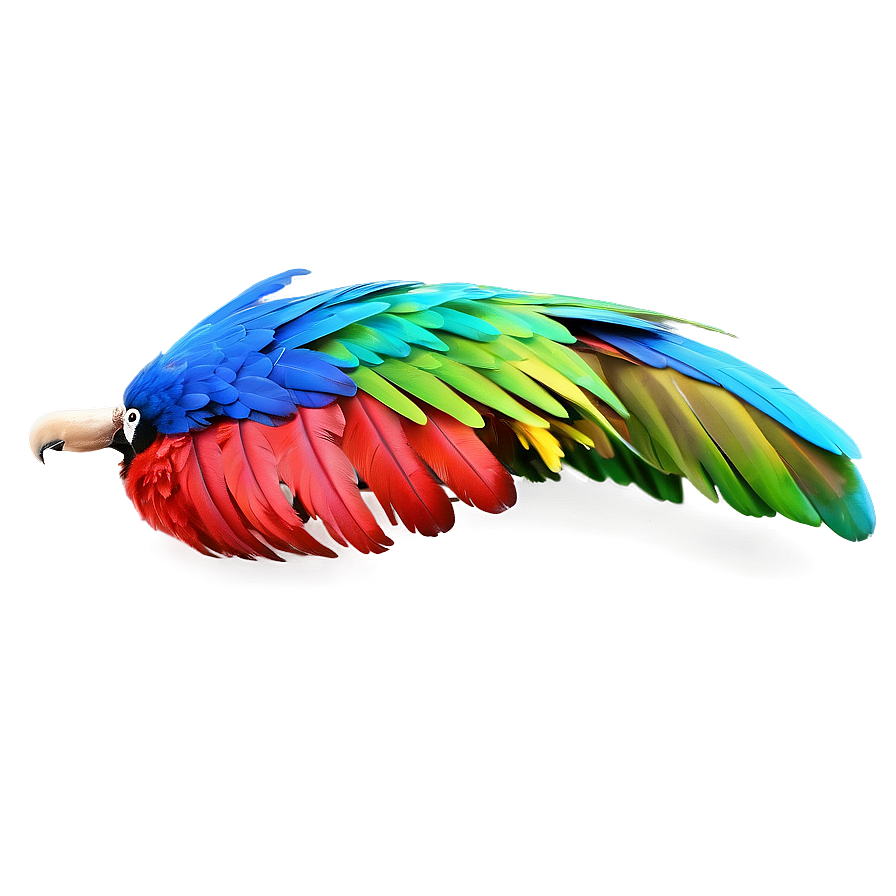 Vibrant Macaw Feather Png Ydi56