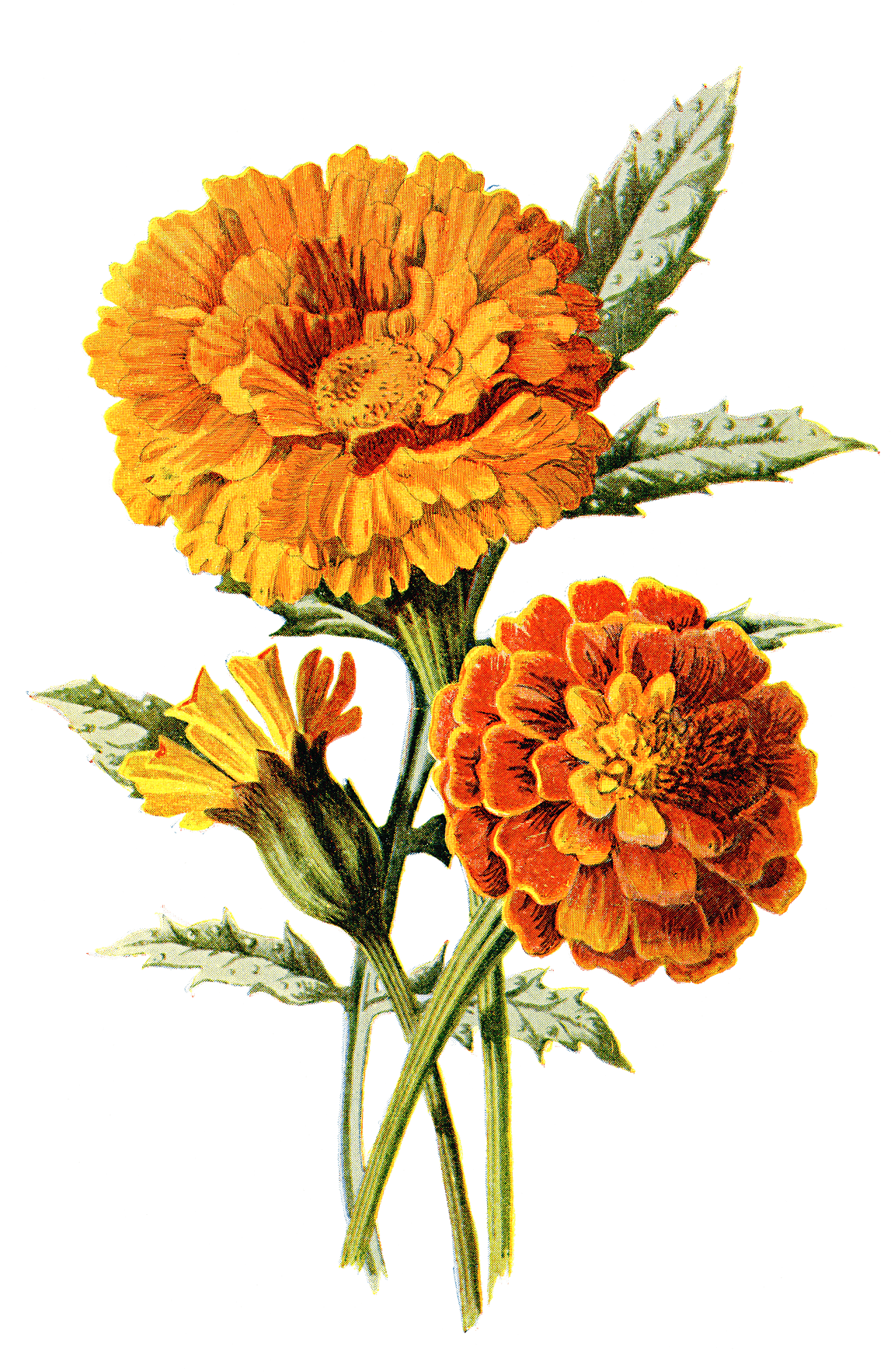 Vibrant Marigold Blooms