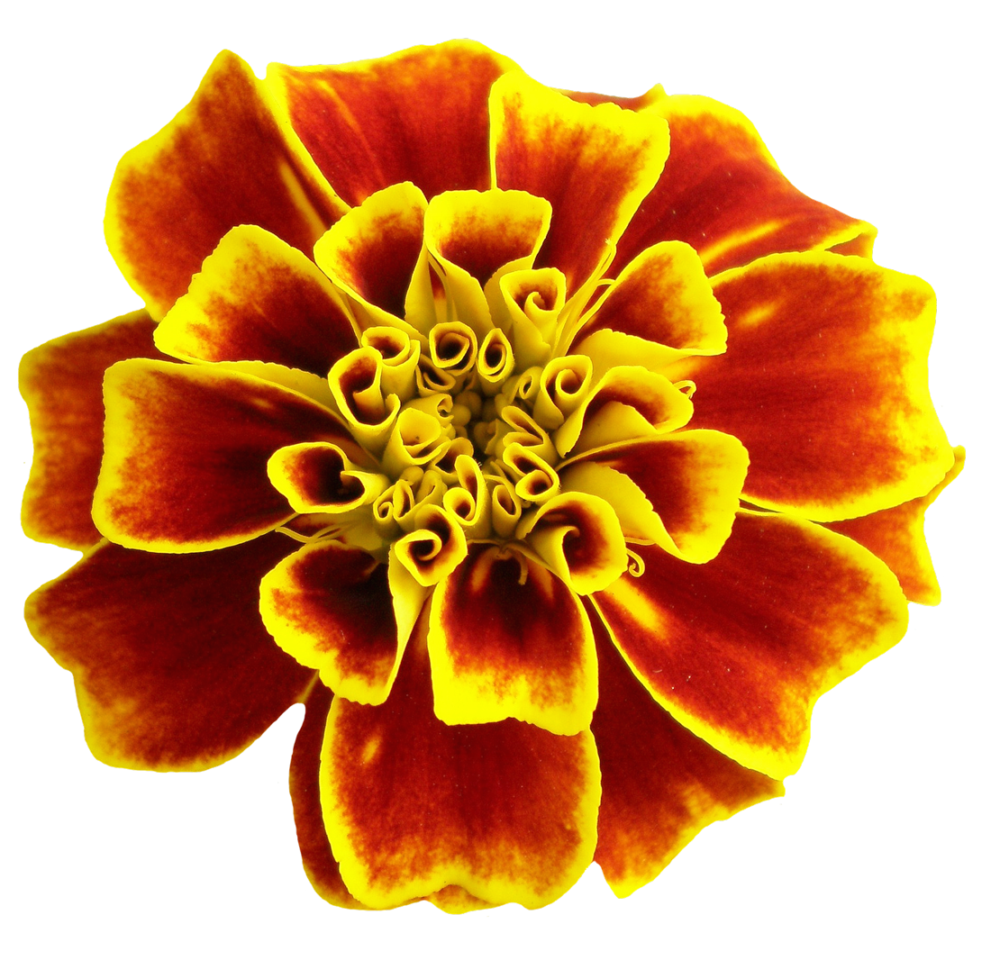 Vibrant_ Marigold_ Closeup