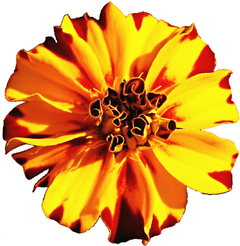 Marigold Flower In Vector Png, Transparent Png PNG with transparent background