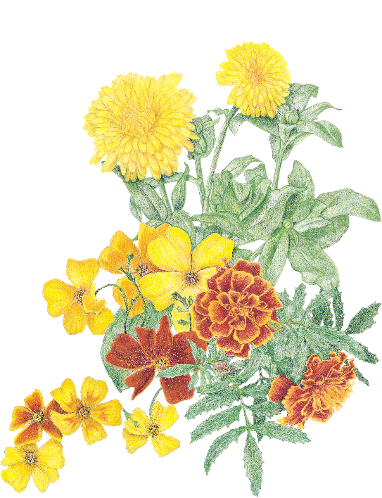 Transparent Marigolds Clipart - Tagetes Patula, HD Png Download PNG with transparent background