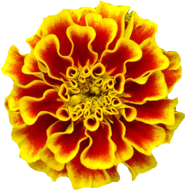 Vibrant Marigold Flower