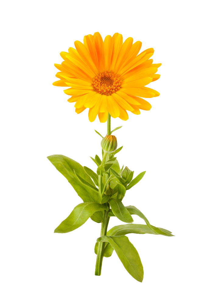 Marigold Png Picture - Marigold Clipart Transparent Background, Png Download PNG with transparent background
