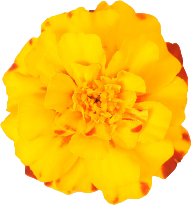 Vibrant Marigold Flower Isolated