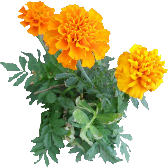 Marigold Png Image - Marigold Png, Transparent Png PNG with transparent background