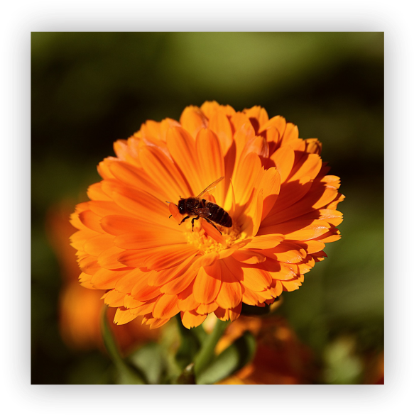 Marigolds - Holi Making Of Colours From Flowers, HD Png Download PNG with transparent background