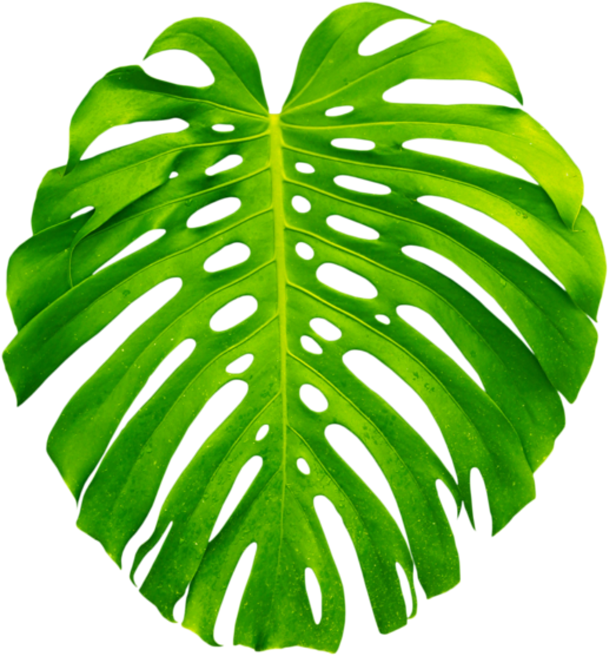 Vibrant Monstera Leaf PNG with transparent background