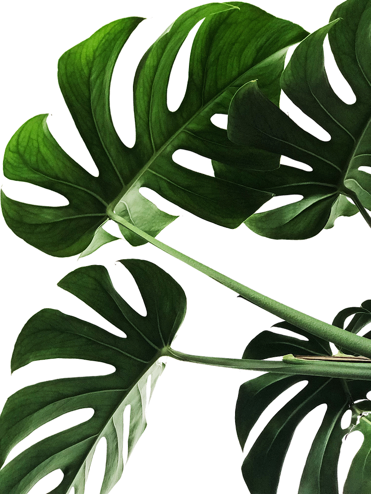 Vibrant Monstera Leaves PNG with transparent background