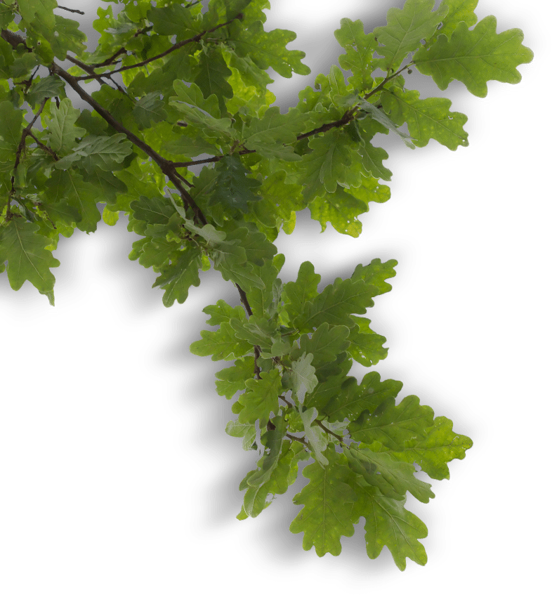 Vibrant Oak Branch.png PNG with transparent background