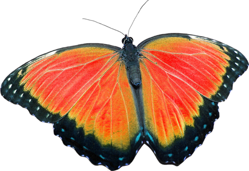 Vibrant Orange Butterfly Black Background PNG with transparent background