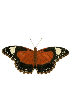 Vibrant Orange Butterfly Black Background