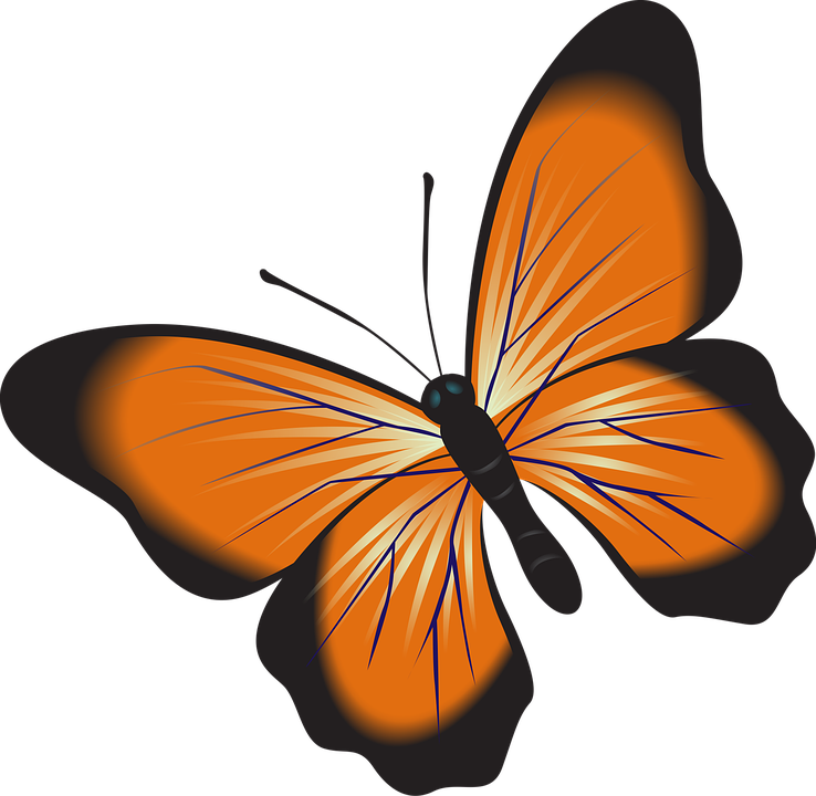 Vibrant Orange Butterfly Graphic