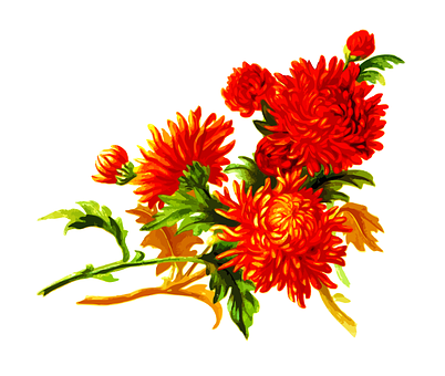Vibrant_ Orange_ Chrisantemum_ Floral_ Artwork PNG with transparent background