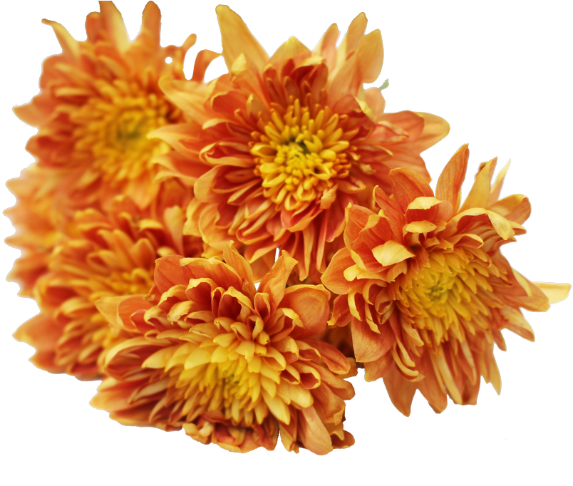 Vibrant Orange Chrysanthemums