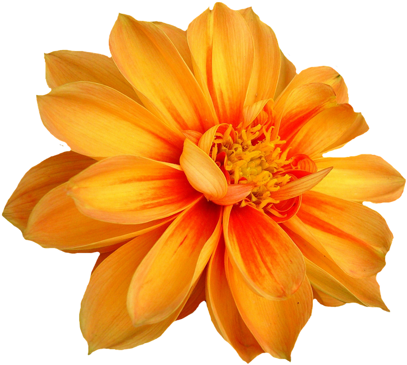 Dahlia, Blossom, Bloom, Isolated, Dahlia Garden, Autumn - 1 Flower No Background, HD Png Download PNG with transparent background