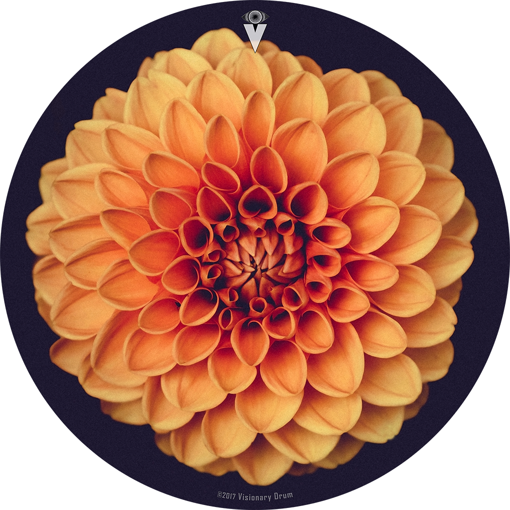 Orange Dahlia Flower Drum Skin For Bass, Snare And, HD Png Download PNG with transparent background