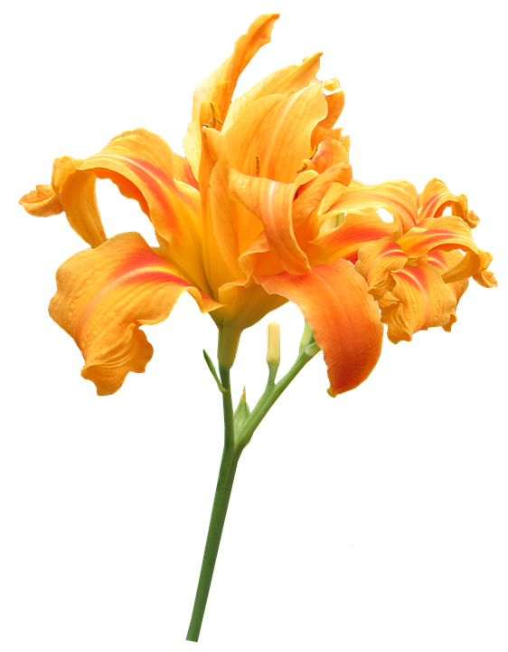 Vibrant Orange Daylily Flower