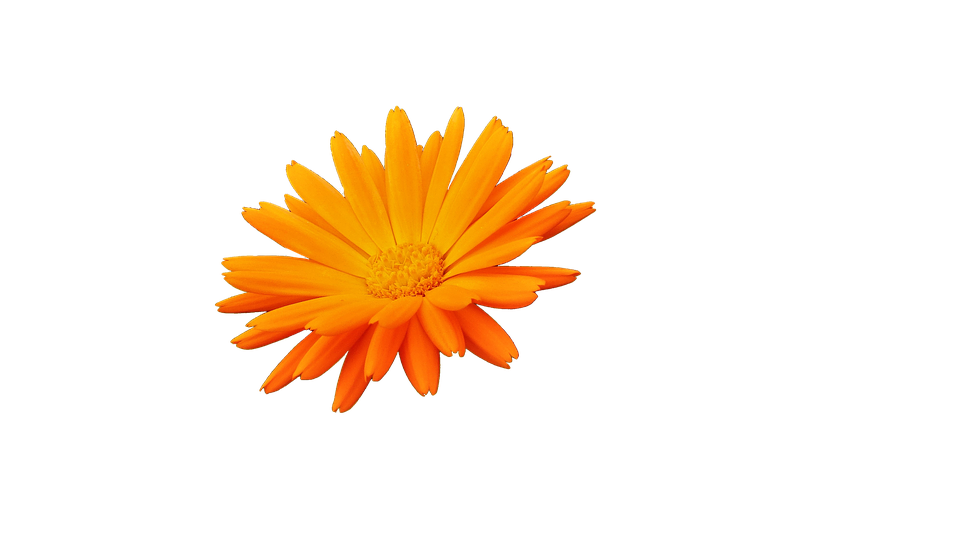 Vibrant Orange Flower Blue Background