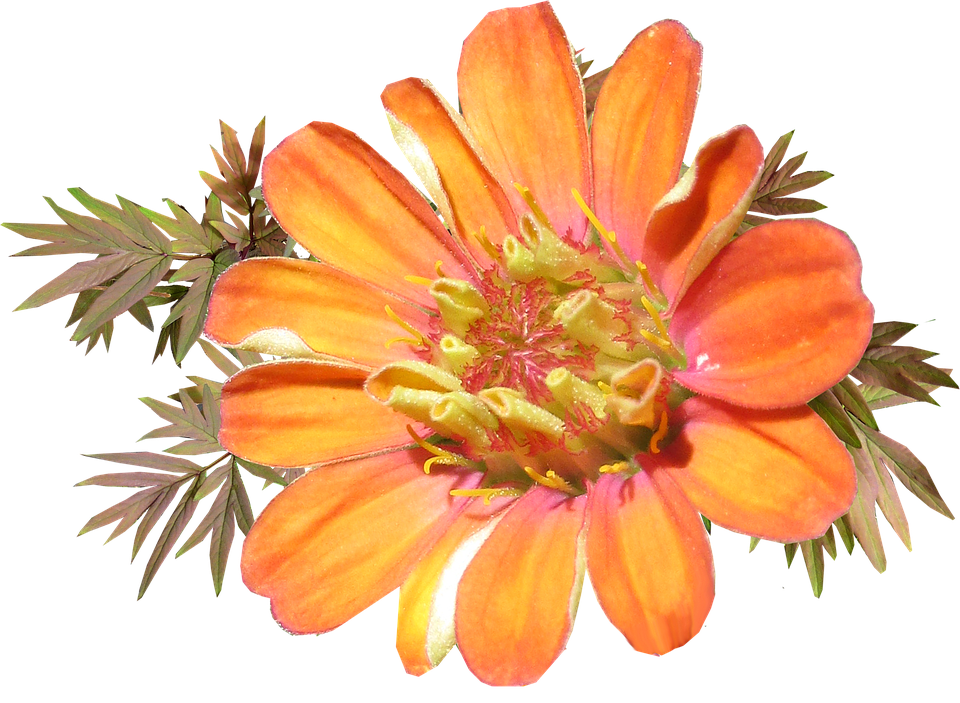 Vibrant Orange Flower Transparent Background